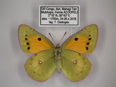 Colias electo pseudohecate
