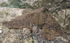 Acarospora badiofusca