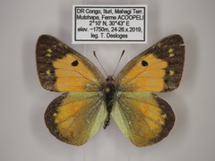 Colias electo pseudohecate