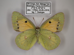 Colias electo pseudohecate