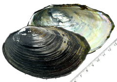 Sinanodonta schrenkii