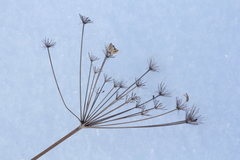 Peucedanum morisonii