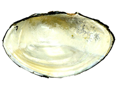 Sinanodonta schrenkii