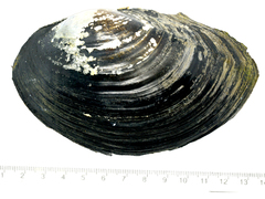 Sinanodonta schrenkii