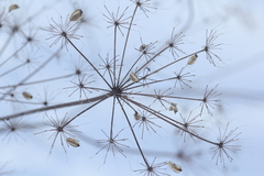 Peucedanum morisonii