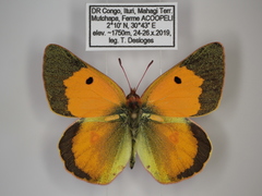 Colias electo pseudohecate