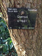 Quercus greggii