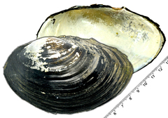 Sinanodonta schrenkii