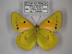 Colias electo pseudohecate
