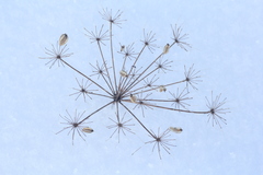 Peucedanum morisonii