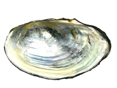 Sinanodonta schrenkii