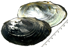 Sinanodonta schrenkii