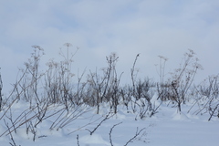 Peucedanum morisonii