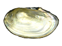 Sinanodonta schrenkii