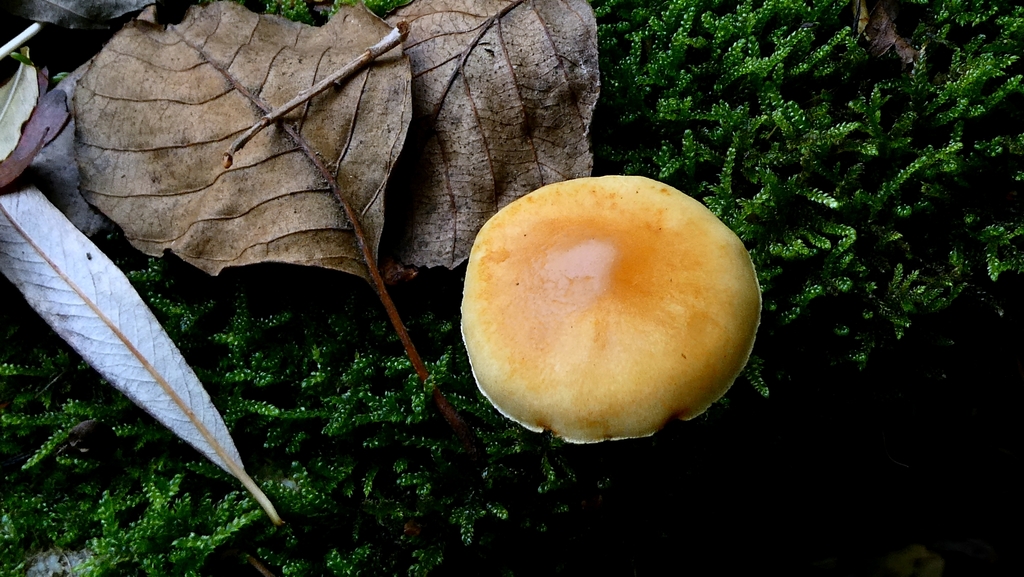 Gymnopilus penetrans · November 2025 · photo: © patricklm35 (iNaturalist, cc0)