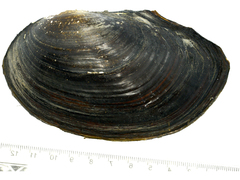 Sinanodonta schrenkii