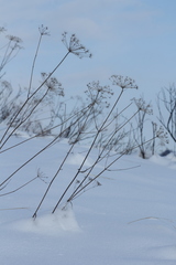 Peucedanum morisonii