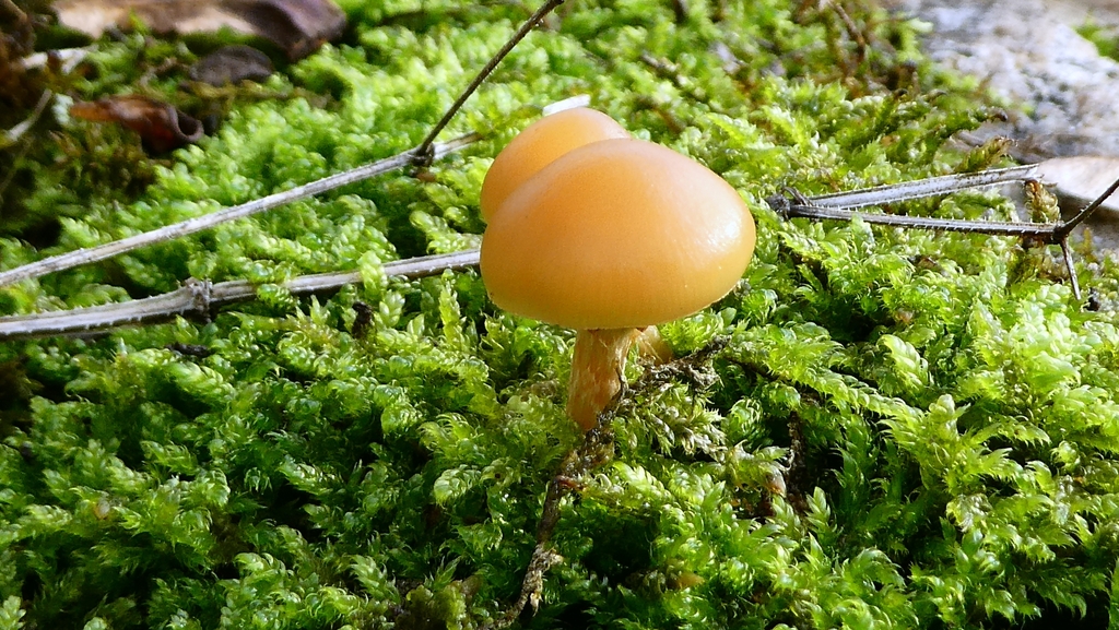 Galerina marginata · November 2025 · photo: © patricklm35 (iNaturalist, cc0)