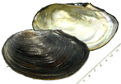 Sinanodonta schrenkii