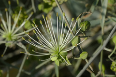 Maerua juncea juncea