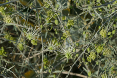Maerua juncea juncea