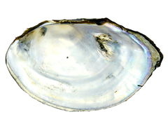 Sinanodonta schrenkii