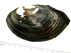 Sinanodonta schrenkii