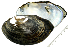 Sinanodonta schrenkii