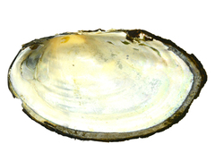 Sinanodonta schrenkii