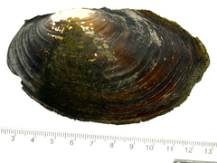 Sinanodonta schrenkii