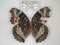 Precis octavia octavia