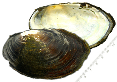 Sinanodonta schrenkii