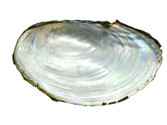 Sinanodonta schrenkii