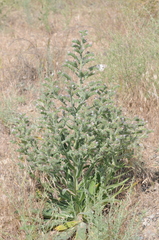 Echium italicum biebersteinii