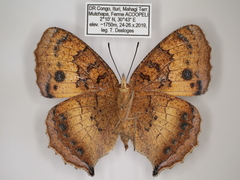 Catacroptera cloanthe cloanthe