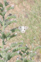 Echium italicum biebersteinii