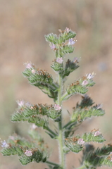 Echium italicum biebersteinii