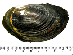 Sinanodonta schrenkii