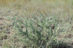 Astragalus alopecias