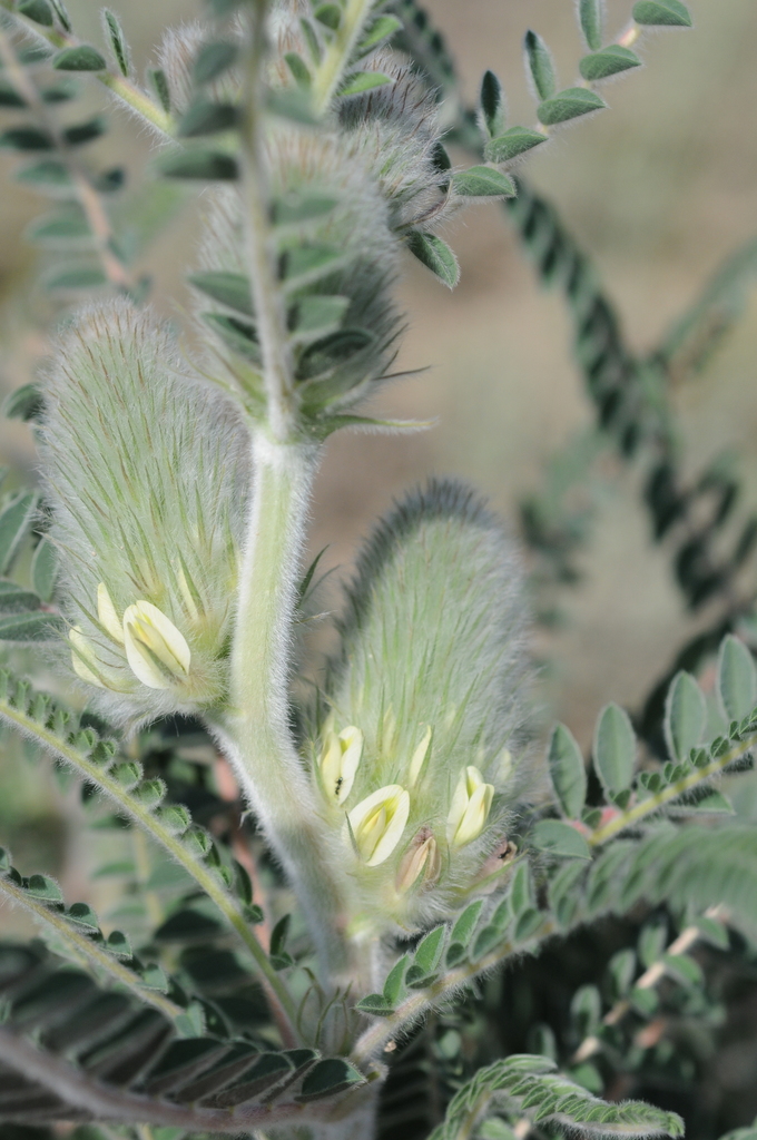 Astragalus alopecias