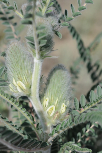 Astragalus alopecias
