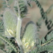 Astragalus alopecias - Photo 由 vladimir_epiktetov 所上傳的 (c) vladimir_epiktetov，保留部份權利CC BY-NC