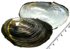 Sinanodonta schrenkii