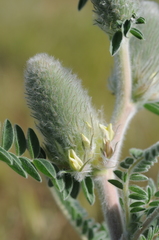 Astragalus alopecias