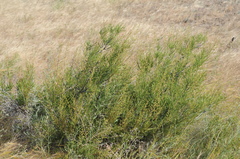 Spiraeanthus schrenkianus