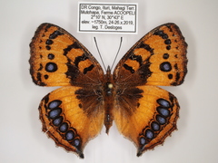 Catacroptera cloanthe cloanthe