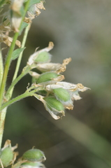 Astragalus mucidus