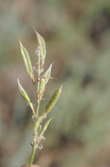 Oxytropis ochroleuca