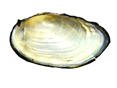 Sinanodonta schrenkii