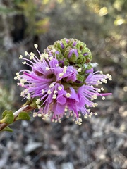 Kunzea recurva, photograph (c) Matt Berger, some rights reserved (CC BY)